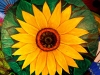 myo-myint-aung-sunflower